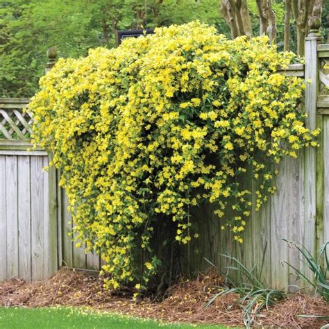 home depot carolina jasmine.